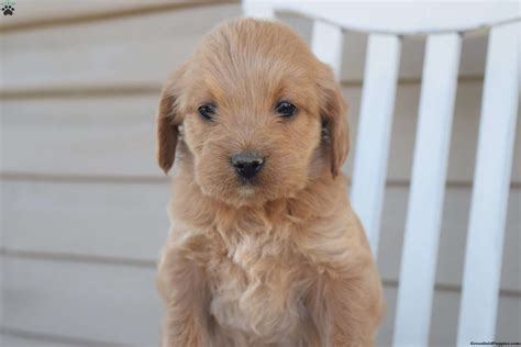 Dogs Golden Retriever Mix