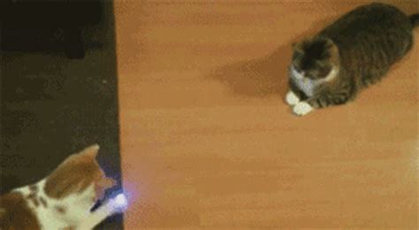 13 Purrfectly Looped Cat GIFs To Get You Through Quarantine – Meowingtons