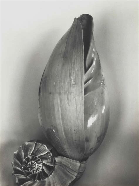 EDWARD WESTON (1886-1958) , Shell, 1927 | Christie's