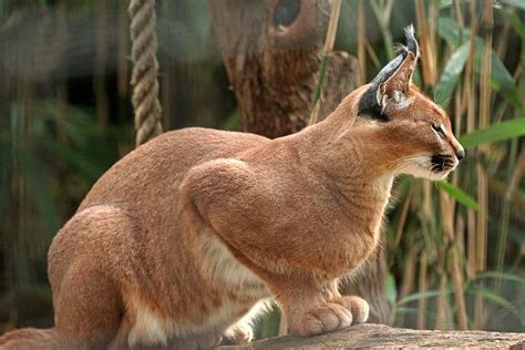 Caracal Cat Prices in 2023: Purchase Cost, Vet Bills, & Other Costs - A ...