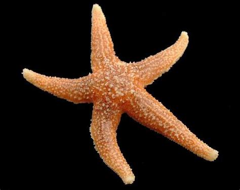 Starfish regeneration - Wikiwand