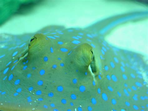 Ray- underwater close up Free Photo Download | FreeImages