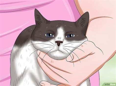 How to Give Your Cat Eye Drops | Eye drops, Pet clinic, Cats