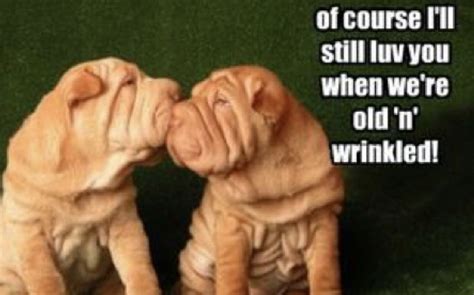 14 Shar-Pei Memes That’ll Leave You Howling With Laughter | Page 2 of 3 | PetPress Michelin Man ...