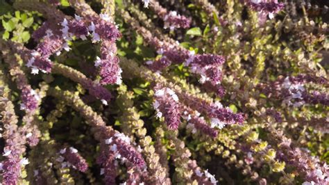 African Blue Basil (Ocimum kilimandscharicum × basilicum ‘Dark Opal’) – Mostly Greek