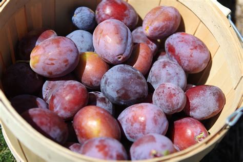 Free Images : nature, grape, farm, fall, orchard, country, summer, ripe ...