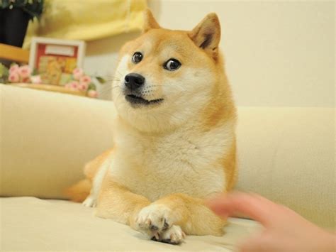 so doge - Meme Generator