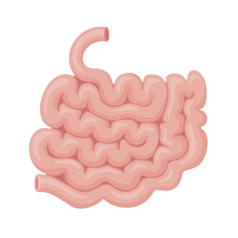 Small Intestine Illustrations, Royalty-Free Vector Graphics & Clip Art - iStock