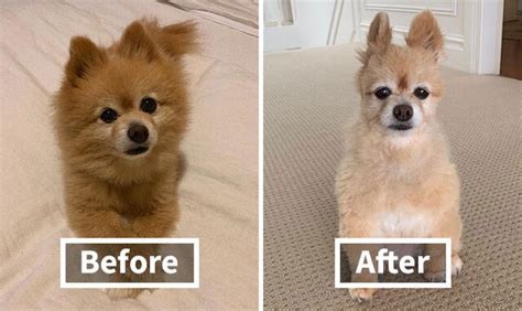 30 Times People Tried Grooming Their Pets Themselves And Ended Up Regretting It | DeMilked