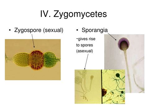 PPT - Kingdom Fungi PowerPoint Presentation, free download - ID:5417590