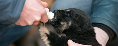 The Best Puppy Milk Replacers in 2022 | My Pet Needs That