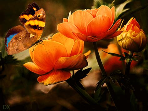 flores encontradaas en la web Orange Butterfly, Orange Flowers ...