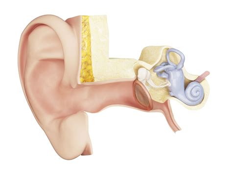 Eardrum Anatomy Function And Treatment | Images and Photos finder