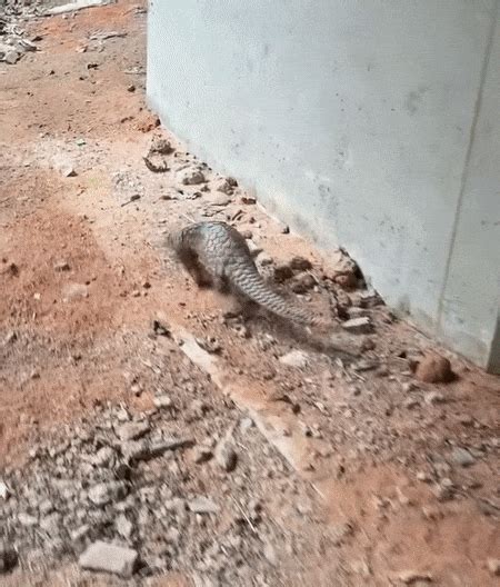 Workers Find Sunda Pangolin Resting Inside Metal Structure In Mandai ...