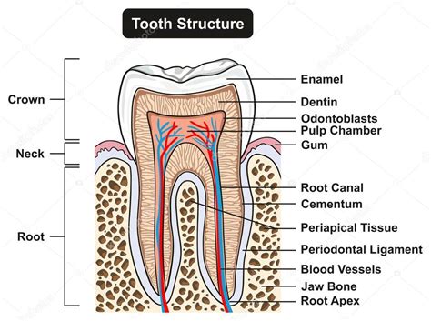 Cross section of tooth | Labeled Tooth Cross Section Anatomy All Parts Including Crown Neck ...