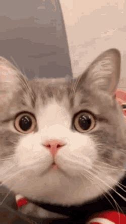 Excited Cat Reaction Gif