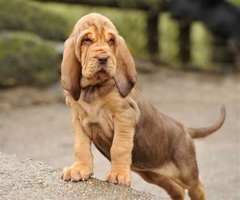 Beautiful Hound Puppies Pictures: An Interesting Take on their world | Hound puppies, Bloodhound ...