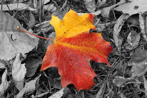 Fall Color | Lower Huron Metro Park, New Boston, Michigan Fa… | Flickr