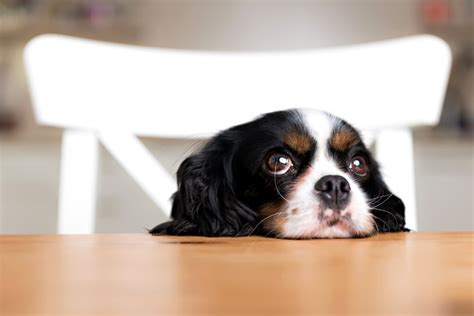 Scientists take a peek behind those sad puppy dog eyes