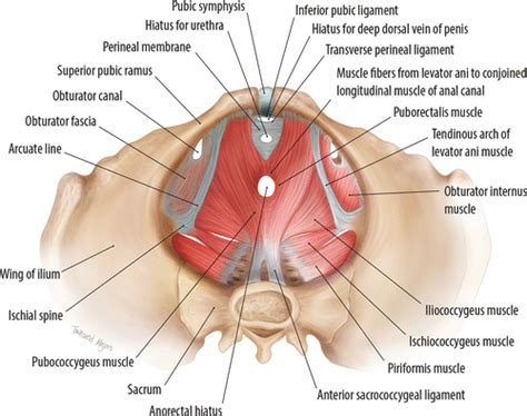 Pelvic Muscles Anatomy Male