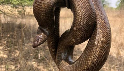 Red sand boa snake worth ₹1.25 cr rescued in Madhya Pradesh | Latest News India - Hindustan Times