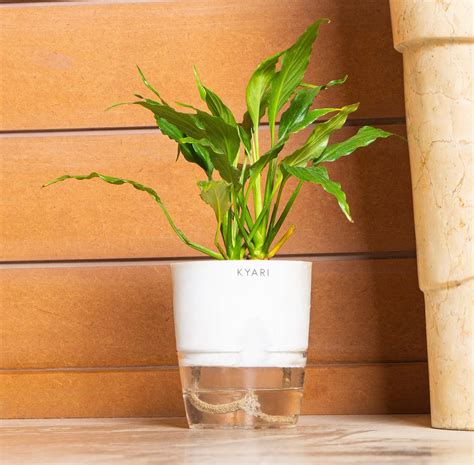 Kyari Peace Lily Live Plant With White Self-Watering Pot ...