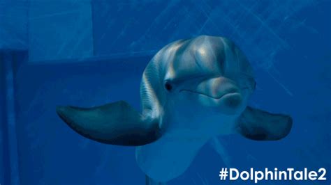 Dolphin Tale 2 Dolphin Tale 2, Dolphin Trainer, Dolphin Images, Clearwater Marine Aquarium ...