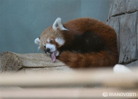 Red panda blep : redpandas