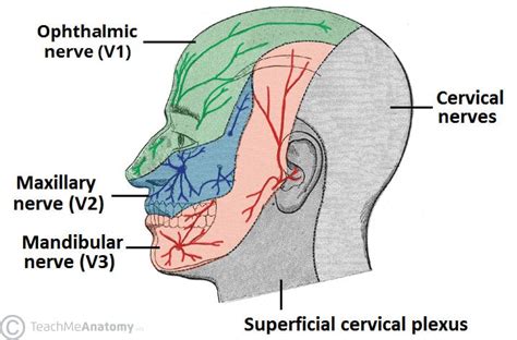 The Trigeminal Nerve (CN V) - Course - Divisions - TeachMeAnatomy