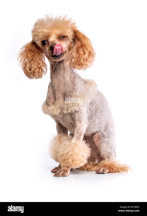 Groomed Toy Poodle posing on white background Stock Photo - Alamy