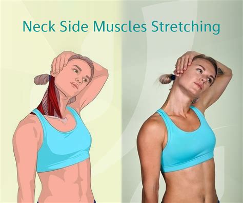 Pin by Benjamin Abay on Растяжка | Muscle stretches, Sternocleidomastoid muscle, Physical ...