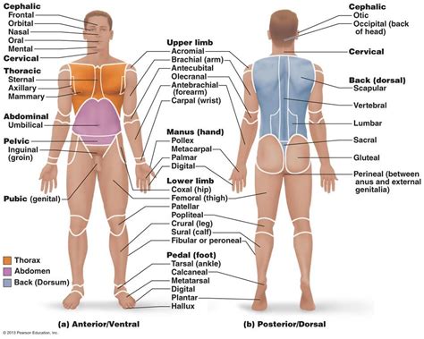 Quiz for Monday - Movement & Function | Body anatomy, Human body anatomy, Human anatomy