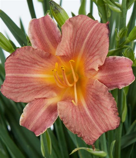 Hemerocallis — ThinkPlants