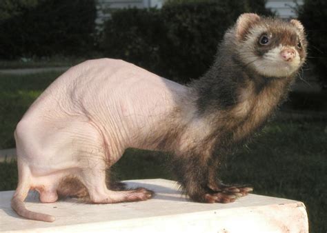 Hairless Ferret