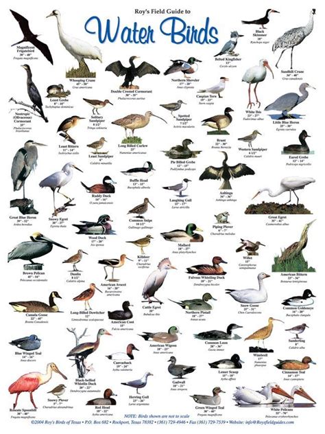 Roy's Salwater Fish and Water Birds Posters | Pet birds, Backyard birds ...