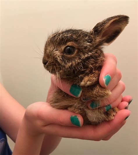 You all wanted more of the baby hare. Here he is post feeding 😍 : r/Rabbits