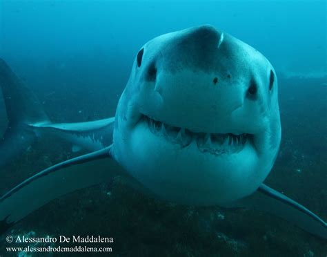 Great White Shark Expedition in Australia | Alessandro De Maddalena