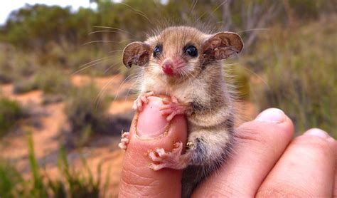 The western pygmy possum is the cutest Australian animal