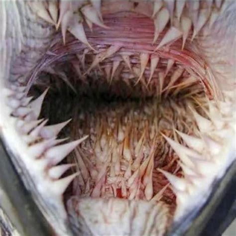 The inside of a leatherback sea turtle’s mouth : Damnthatsinteresting