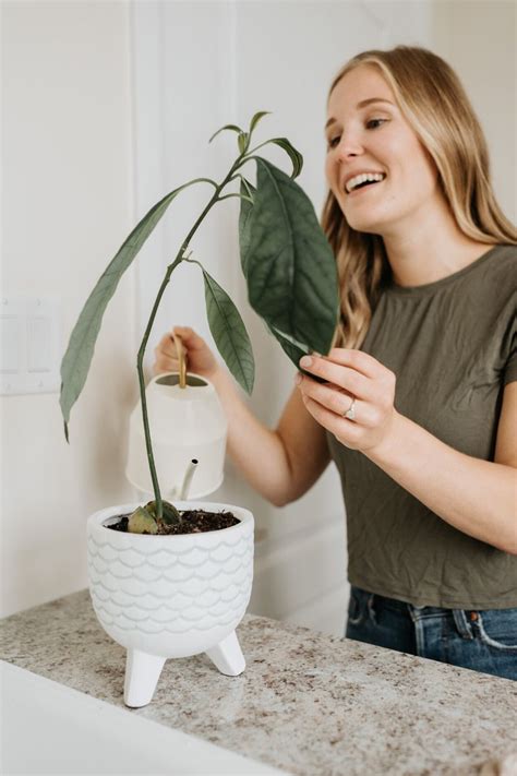 Can You Grow Avocados Indoors? Yes, Here's How to Do It