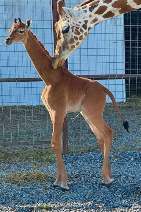 Name the Baby Giraffe | TheWoodsForum