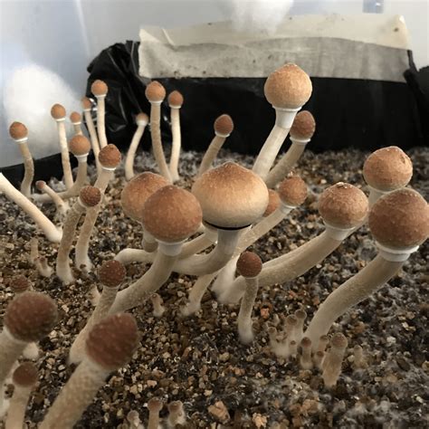 [Cultivation] P. Cubensis (B+) : shrooms