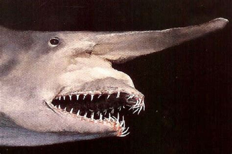 10 Weirdest Sharks in the World - And Top 5 Weirdest Extinct Sharks | Sharkwater Extinction