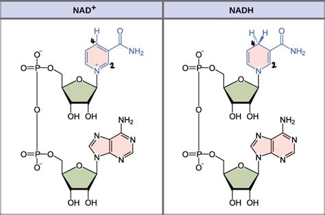 organic chemistry - Why is NAD+ regioselectively reduced at C-4 to form NADH? - Chemistry Stack ...