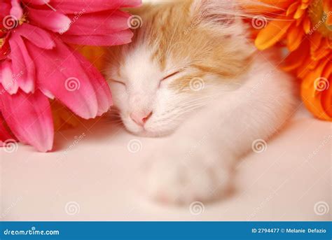 Cat Nap stock image. Image of pink, relax, sleeping, purr - 2794477