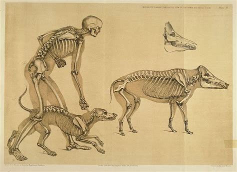 Of All Arts: Comparative Mammalian Anatomy