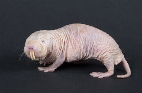 Creature Feature: Naked mole-rat