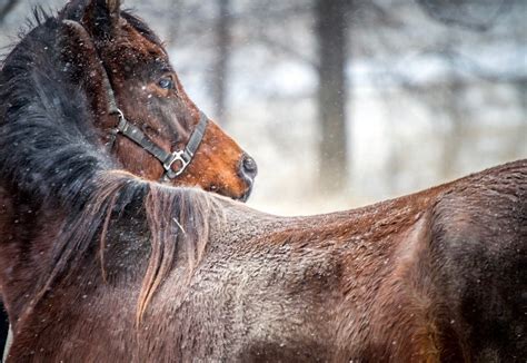 HOME | This Old Horse