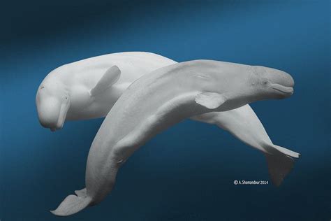 beluga whale anatomy - Google Search | Beluga whale, Whale, Beluga