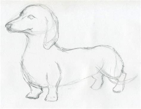 Dog Sketches For Inspiration